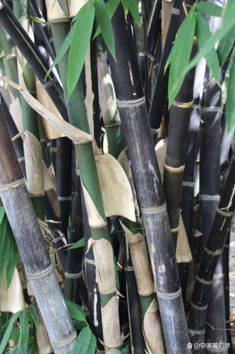竹子的种植方法和要求图片(竹子的栽种方法及规范要求)插图3