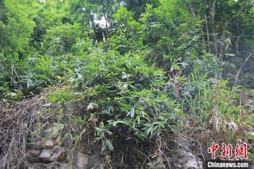广西边境发现竹类植物新种 中越悬竹