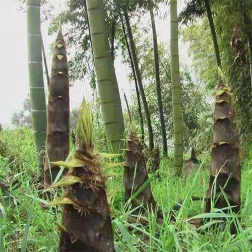 大型楠竹根食用竹笋竹苗竹子苗楠竹根毛竹苗青竹种苗庭院种植常青