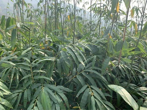 专家来帮忙 助推大关低热河谷竹产业发展