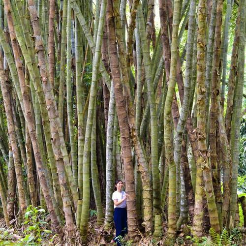 巨龙竹种植技术