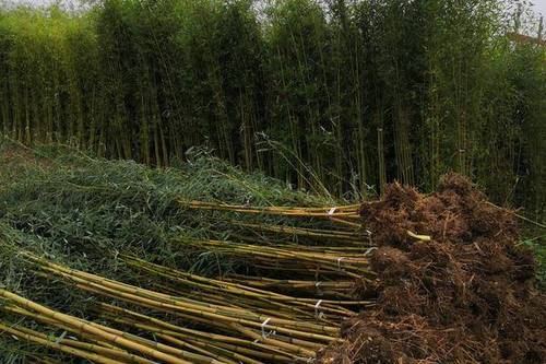 0/棵 金镶玉竹苗基地 批发直销 黄竹苗 金镶玉竹 庭院绿化工程竹苗