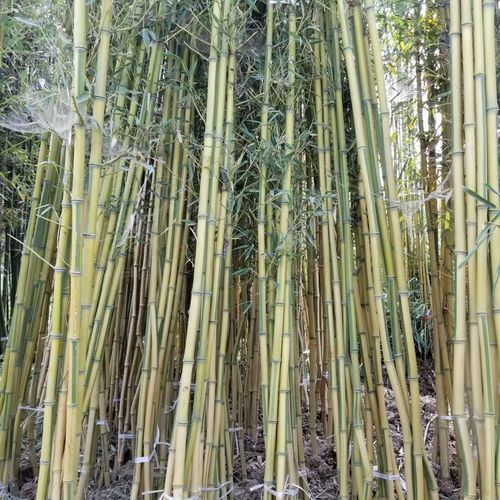 黄竹子价格 黄竹子2公分 金黄竹产地  竹子适应南北方种植 靓景园林