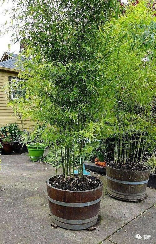 庭院适合养什么品种的竹子