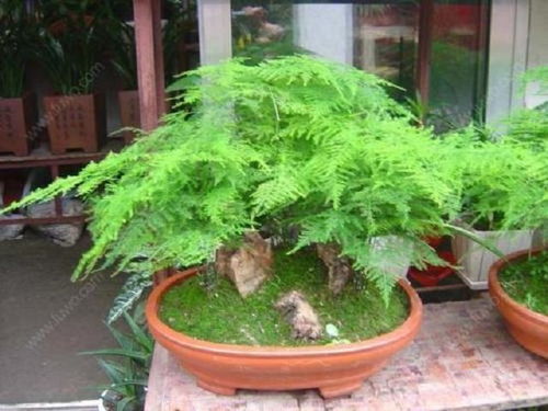 盘点3大室内竹子植物盆栽,外形美观,空气净化能力强,价格亲民