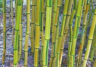 四问四川竹产业丨一问种管收有竹不伐何时休 天府要闻 四川新闻