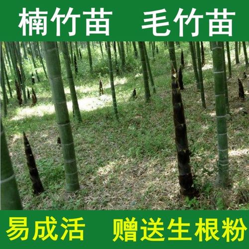 正宗大楠竹苗北方耐寒室外南方种植食用竹笋苗大竹子毛竹镇宅招财