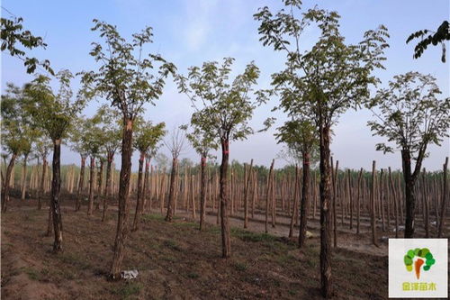 大厂 香花槐苗木基地河北香花槐树苗商家