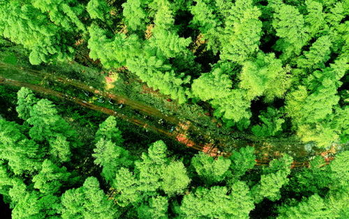贵州省出台特色林业产业栽培管理技术指南