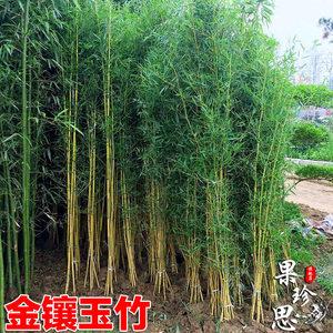 竹子苗四季常青植物庭院种植观赏景观竹金镶玉竹室外黄金竹盆栽竹