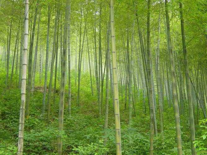 价格商谈大禹风景竹园------观赏竹种植培育基