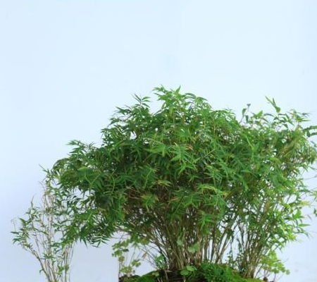 竹子盆景的栽培方法与养护 技巧 ,通俗易懂,值得学习
