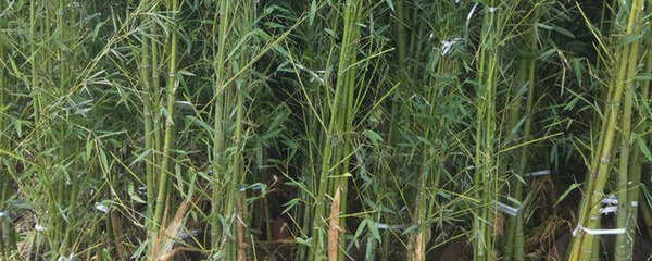 四季竹盆栽种植方法和注意事项