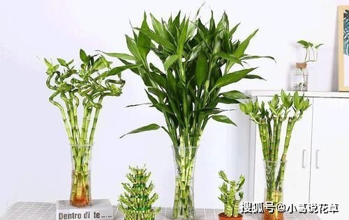 4种漂亮花,寓意好,大户人家都爱养,值得拥有 开花 花卉 养护
