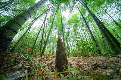 繁星 种竹