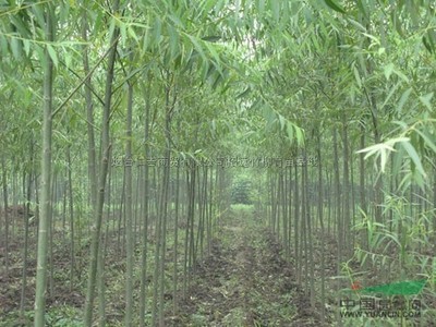 山东烟台万发竹柳育苗种植基地