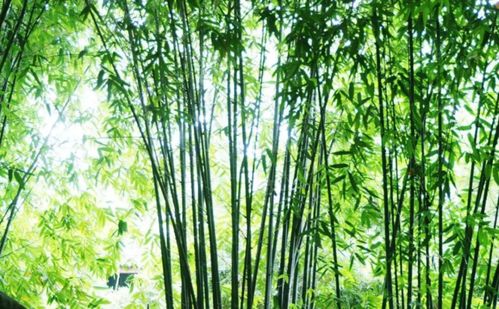儒家主题植物 花有品格,景有品牌,人有品位