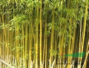 金镶玉竹