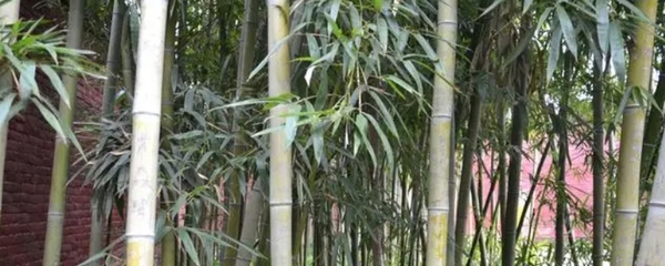 竹子种植时间和方法