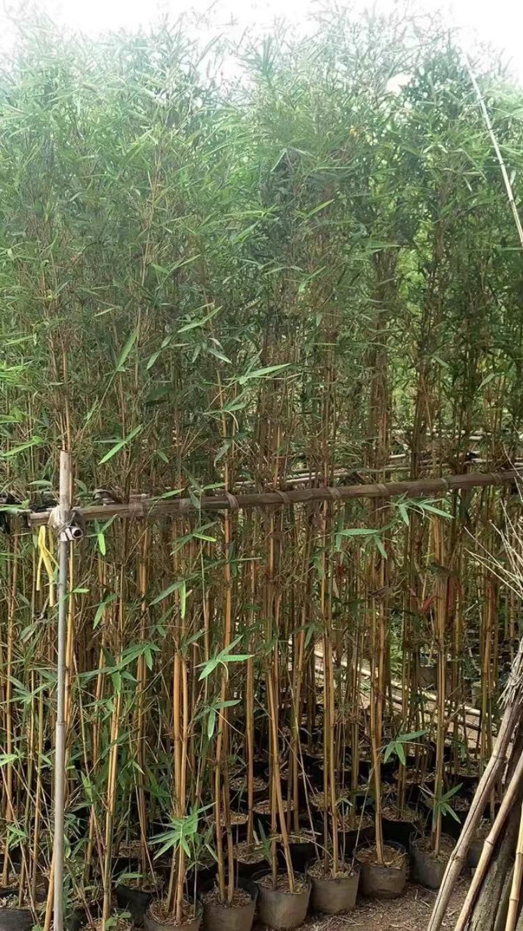 0/棵 刚竹,琴丝竹批发漳州竹子种植基地苗农一手货源低价.