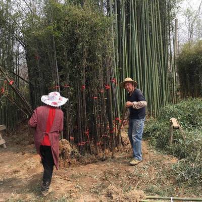 基地批发四季竹子苗 工程绿化苗 紫竹苗 青竹苗 早园竹苗