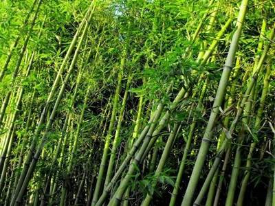 26种景观竹子,你认识几种?