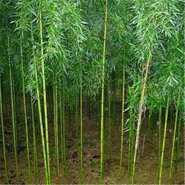 一吨竹子生产多少竹炭