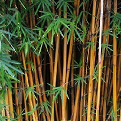 小琴丝竹易成活景区栽种观赏竹类竹苗庭院绿篱竹子