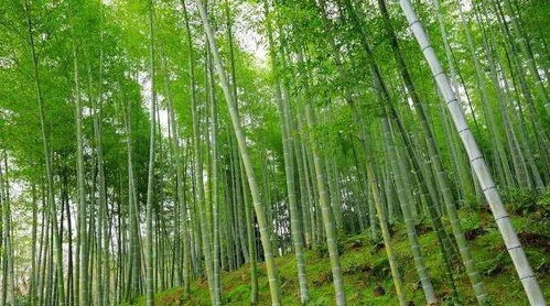 农村俗语说 门前见竹,家富人贵,真的吗 三种地方不适宜种竹子