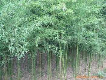 北方哪里盛产竹子适合北方种植的耐寒竹子