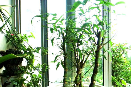 这种植物像 罗汉 ,珍贵稀少,种植竹子盆栽做成盆景,令人羡慕