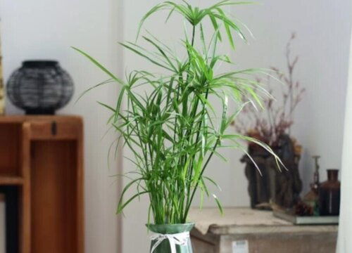 水竹开花吗 开花什么样子