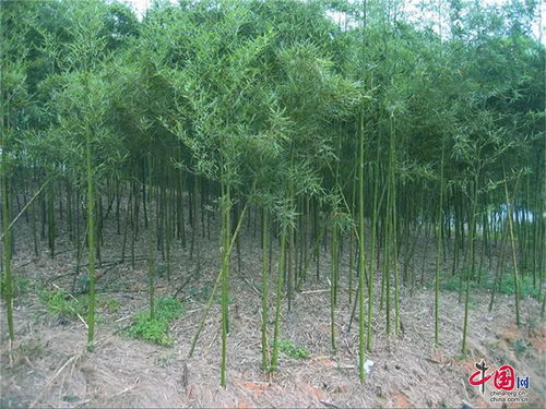 大熊猫 特供 出口加拿大 电商俏货,彭州竹笋产业节节高