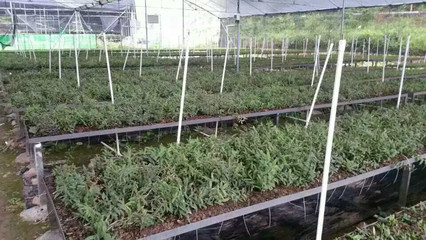 龙南县润诚石斛种植农民专业合作社被认定为2016年江西省森林食品基地