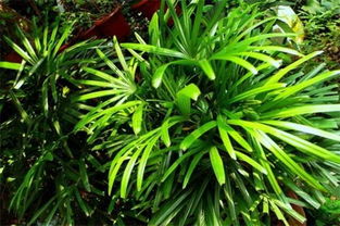 院子里养什么花聚财,详解十种花卉植物