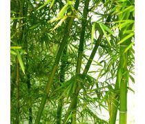 竹子种植企业黄页
