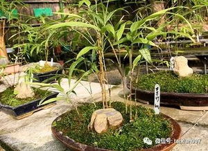 庭院养竹的讲究 告诫 院里千万别这样种竹子 半年身体就出问题