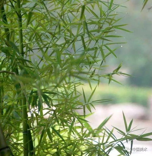 竹,是风骨 不是媚骨