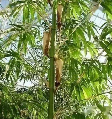 庭院竹子的种植门道,你知道吗