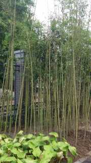 庭院竹子紫色竹子苗/紫竹苗/金镶玉竹子苗种植送货
