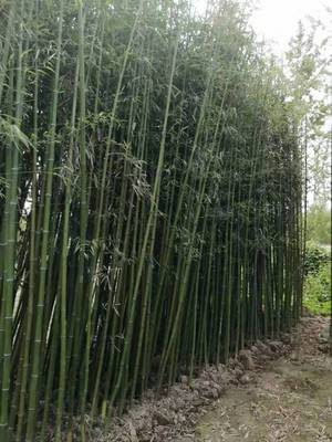 青皮竹