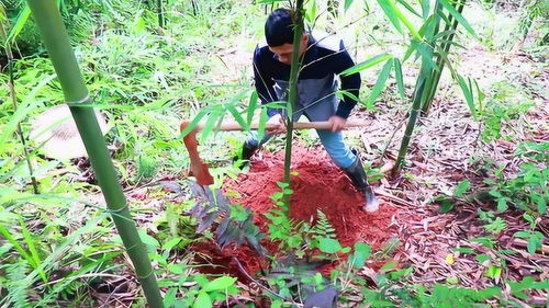 苦笋好吃,很多人不知道怎么种植竹子,小伙教你如何种苦竹