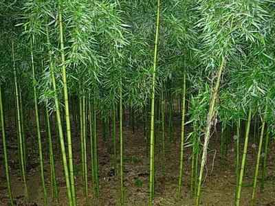 竹子的种植门道,你知道吗?