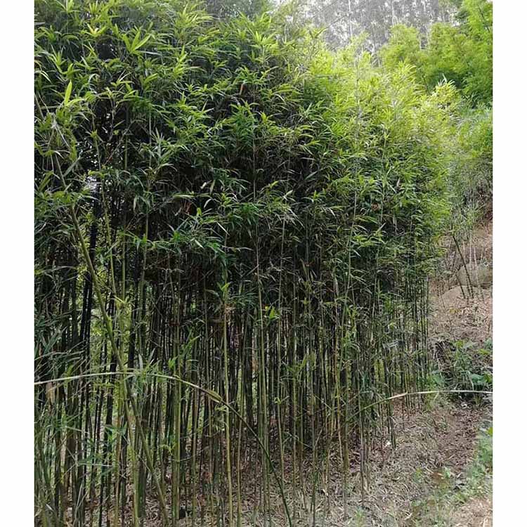 移植四方竹基地直供 批发四方竹 各种竹子观赏竹种植-搜了网