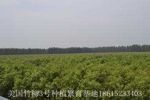 2013年秋季美国竹柳3号种植繁育基地竹柳价格表_农副产品_世界工厂网