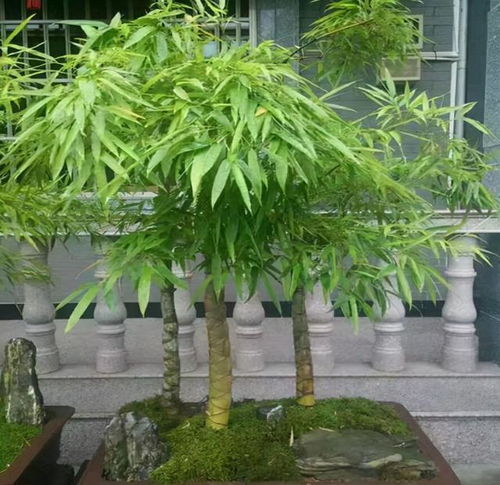 阳台缺点 风景 ,种4种 竹子 ,养竹可得勤快点,要不就黄叶