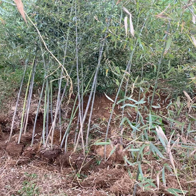 江苏1公分2公分竹子苗基地 庭院围墙竹子树苗 四季常青 品种齐全