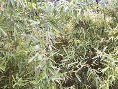 杀灭竹子有什么特效药?