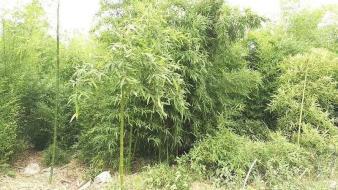 济南竹子 刚竹 淡竹 毛竹 可上门种植