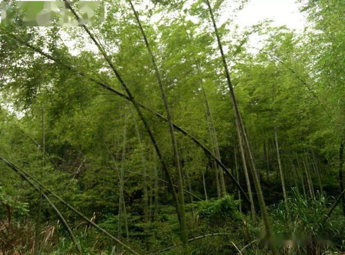 重磅开放 南昌首家智能科技公园免费啦,这份免费高山园林度假指南请收好